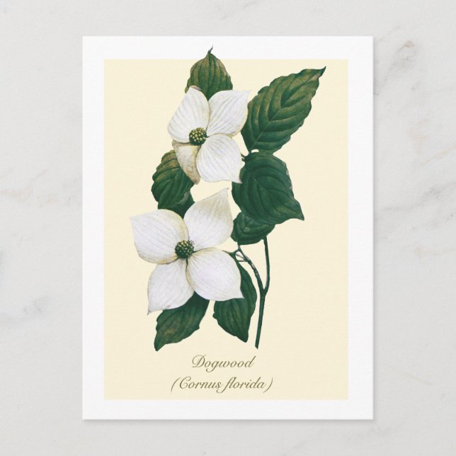 Vintage Botanical Flowering Dogwood  Postkarte (Vorderseite)