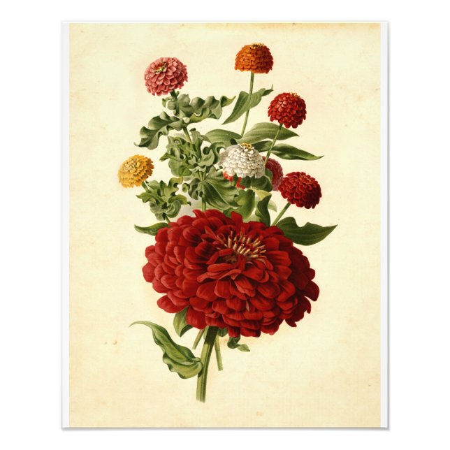 Vintage Botanical Illustration Floral Art Fotodruck (Vorne)