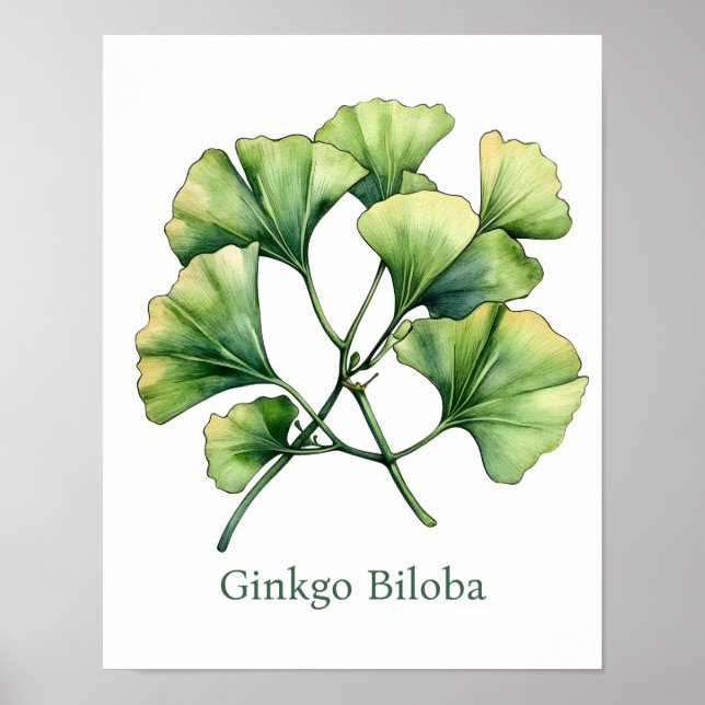 Vintage Botanical Illustration Ginkgo Poster (Vorne)