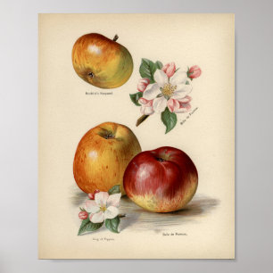 Vintage Botanical Illustration Poster