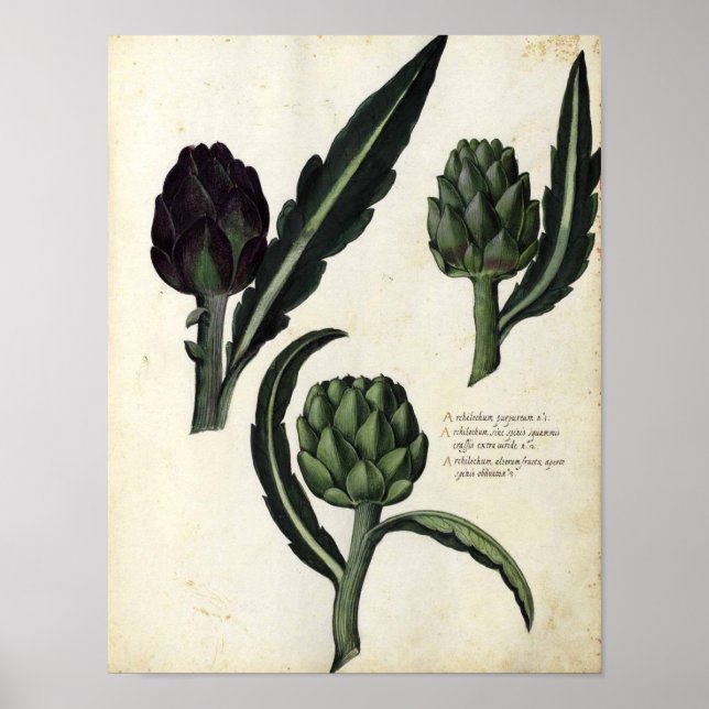 Vintage Botanical Poster - Artichoke (Vorne)
