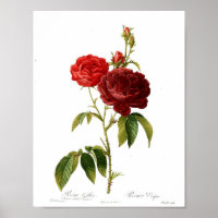 Vintage Botanical Poster - Red Rose