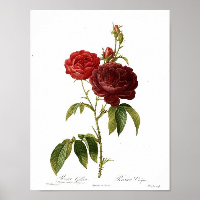 Vintage Botanical Poster - Red Rose (Vorne)
