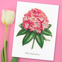 Vintage Botanical Rhododendron Flower Postkarte