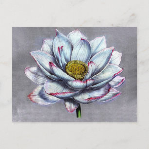 Vintage botanicale Indische Lotus-Blume Postkarte