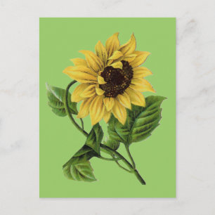 Vintage Botanicals Dandy Sonnenblume Postkarte