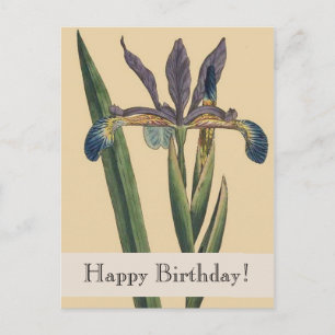 Vintage Botanicals Iris Geburtstagskarte Postkarte