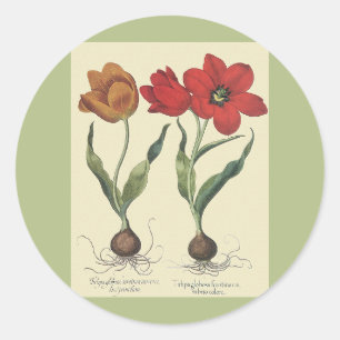 Vintage Botanik, blühende Tulip-Blume und Glühbirn Runder Aufkleber