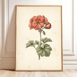 Vintage-Botanik-Pelargonium-Druck Poster