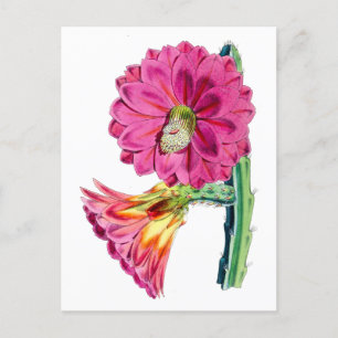 Vintage-Botanik-Postkarte der rosa Kaktusblüte Postkarte
