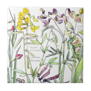 Vintage-Botanik Sweet Pea Wildblumen-Blumenfliese Fliese