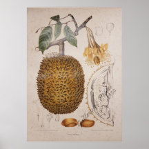 Vintage botanische Abbildung von Duran Obstfrucht