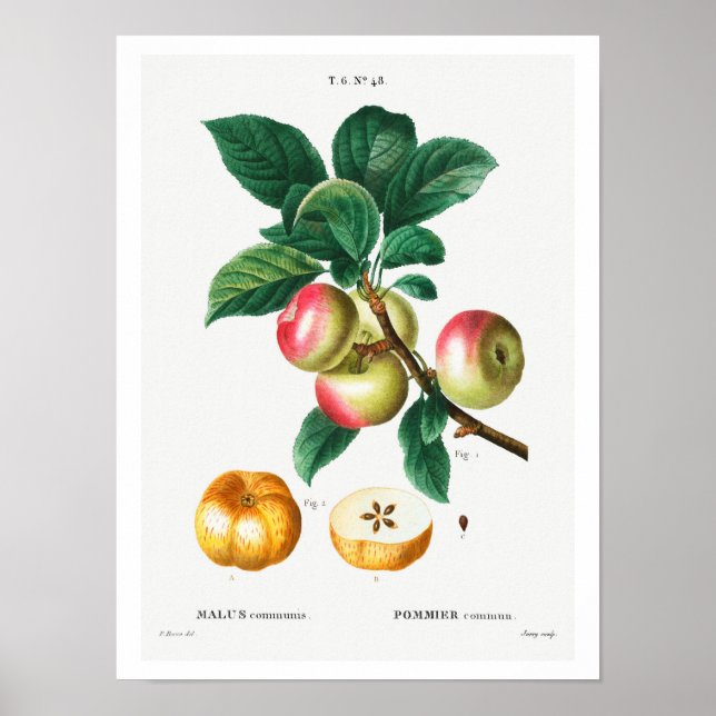 VINTAGE BOTANISCHE APEL REDOUTÉ POSTER (Vorne)