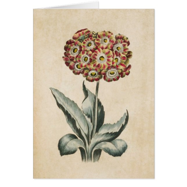 Vintage botanische Auricula-Illustration (Vorne)