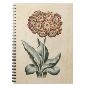 Vintage botanische Auricula-Illustration Notizblock