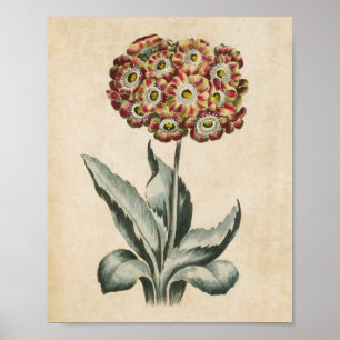 Vintage botanische Aurikula Poster
