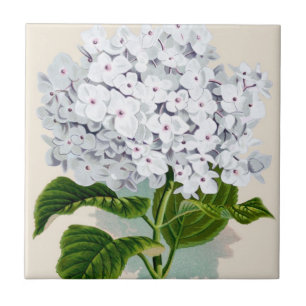 Vintage botanische Bilder von White Hydrangea Fliese