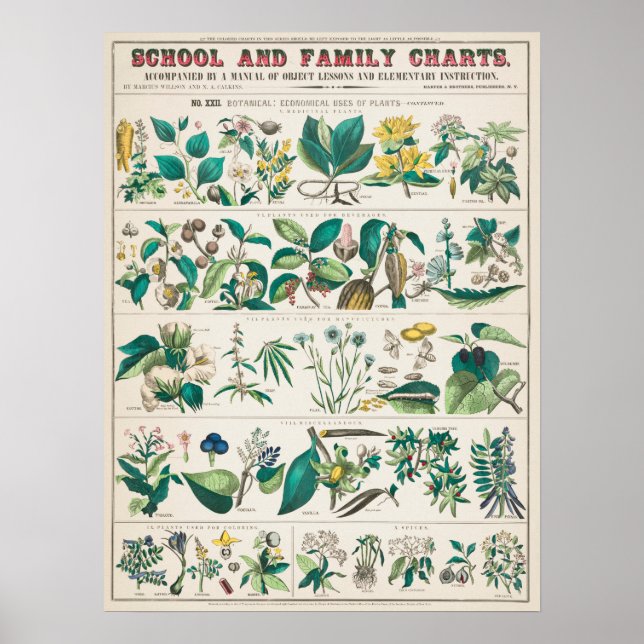 Vintage botanische Bildung Poster (Vorne)