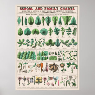 Vintage botanische Bildung Poster