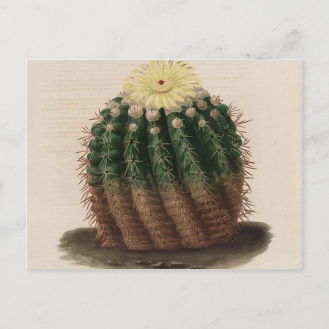 Vintage Botanische Blume Kaktus Postkarte (Vorderseite)