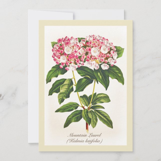 Vintage botanische Blume Laurel (Vorderseite)