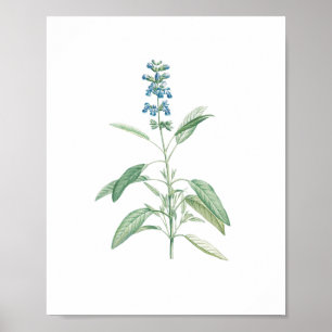 Vintage botanische Blume Poster