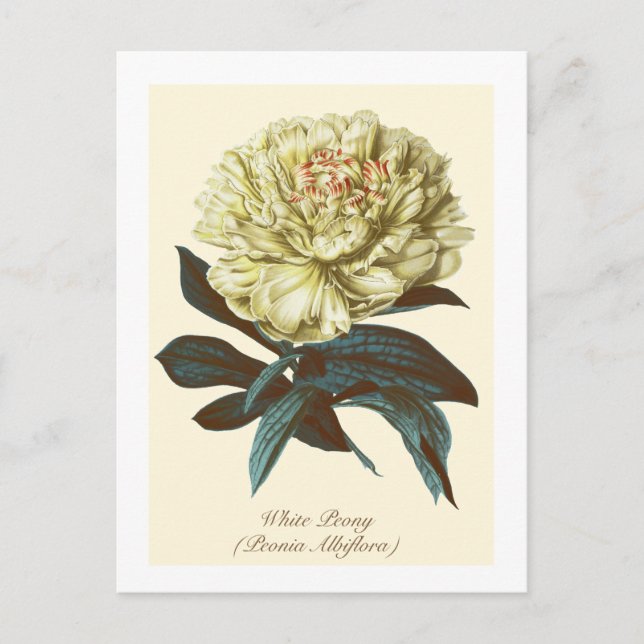 Vintage Botanische Blume Postkarte (Vorderseite)