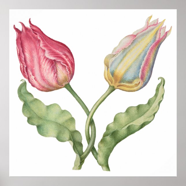 Vintage botanische Blume Tulip Poster (Vorne)