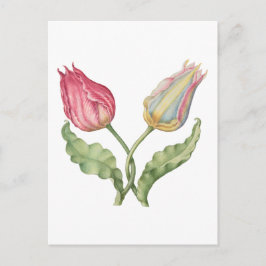 Vintage botanische Blume Tulip Postkarte