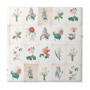Vintage botanische Blumen von Redoute Fliese
