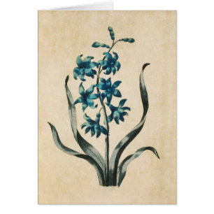 Vintage botanische Blumenblütenillustrierung