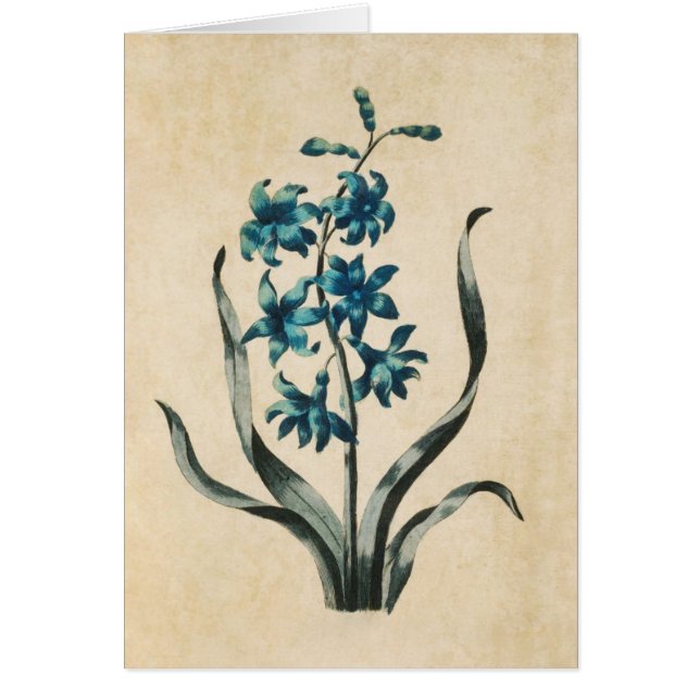 Vintage botanische Blumenblütenillustrierung (Vorne)