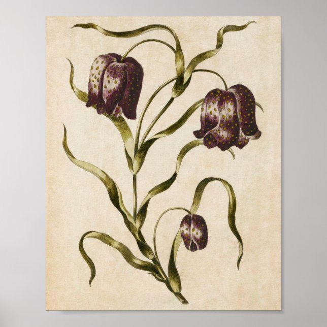 Vintage botanische Blumenfastillaria Poster (Vorne)