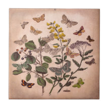 Vintage botanische Blumenillustrations-Wildblumen