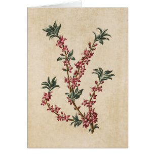 Vintage botanische Blumenmezereon-Illustration