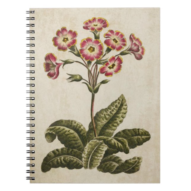 Vintage botanische Blumenpolianthus-Illustration Notizblock (Vorderseite)