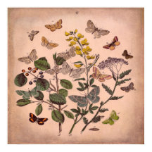 Vintage Botanische Blumenschmetterlinge Rustikal r