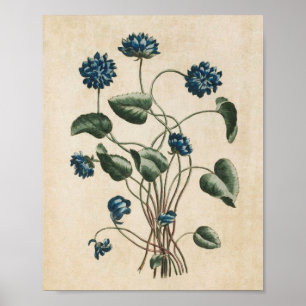 Vintage Botanische Blumenviolette drucken Poster