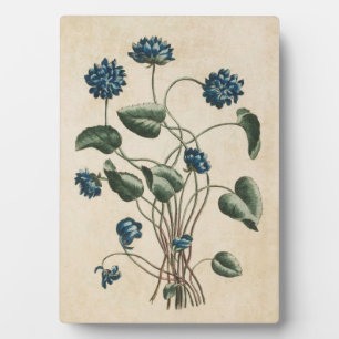 Vintage Botanische Blumenviolette Fotoplatte