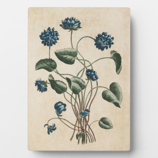 Vintage Botanische Blumenviolette Fotoplatte (Vorderseite)