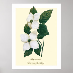 Vintage-Botanische Blüten-Hartriegel  Poster