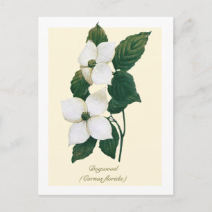 Vintage botanische Blüten-Hartriegel  Postkarte
