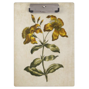 Vintage botanische Blüten-Johanniskraut Klemmbrett