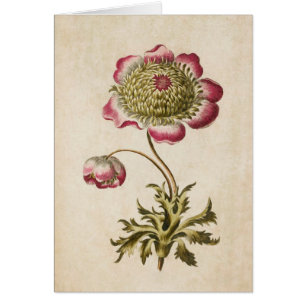 Vintage botanische Blütenanemonillustration