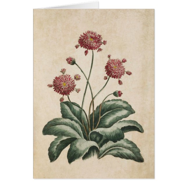 Vintage botanische Blütendarstellung (Vorne)