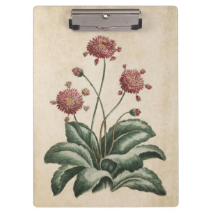 Vintage botanische Blütendarstellung Klemmbrett