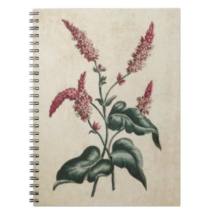 Vintage botanische Blütendarstellung Persikaria Notizblock