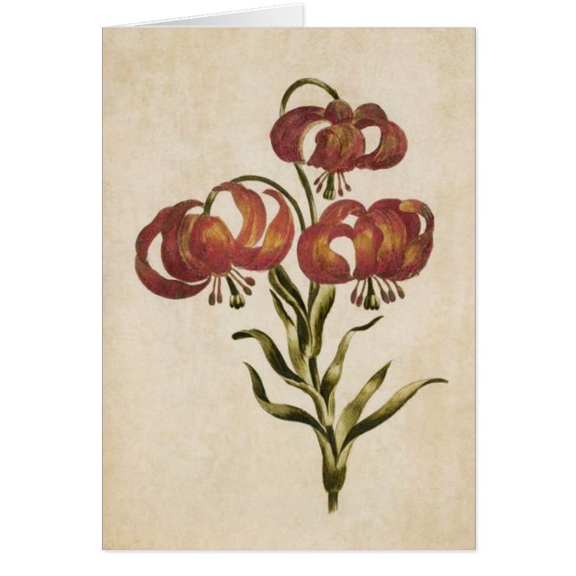 Vintage botanische Blütenlilie (Vorne)
