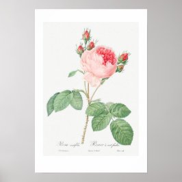 VINTAGE BOTANISCHE "CABBAGE ROSE" REDOUTÉ POSTER