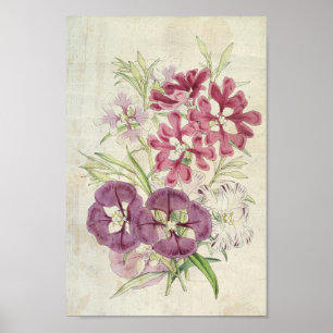 Vintage botanische Clarkias Poster